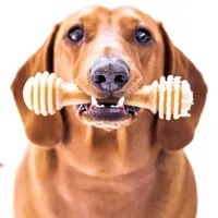 SodaPup Honey bone, stevig nylon kauwspeeltje M — afbeelding 3