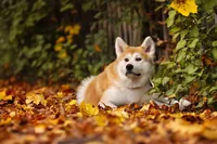 Akita Inu