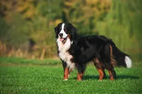 Berner sennenhond