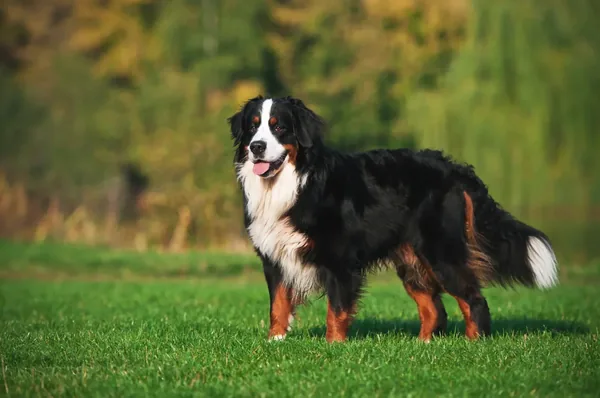 Berner sennenhond