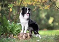 Border collie