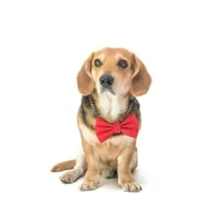 Rood strikje voor de hond — afbeelding 3