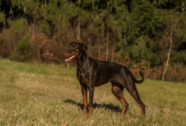 Dobermann