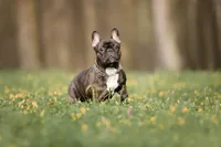 Franse bulldog