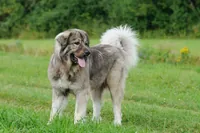 Kaukasische herdershond