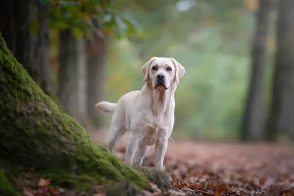 Labrador retriever