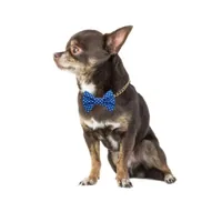 Blauw strikje met stippen voor de hond — afbeelding 3