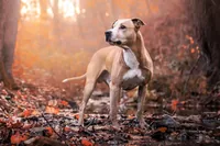 Pitbull