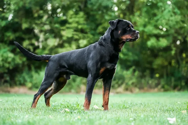 Rottweiler