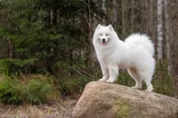 Samojeed