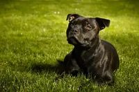 Staffordshire bull terriër