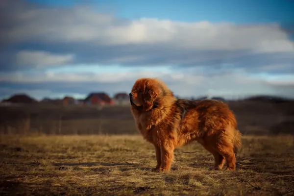 Tibetaanse mastiff