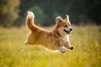 Welsh Corgi Pembroke